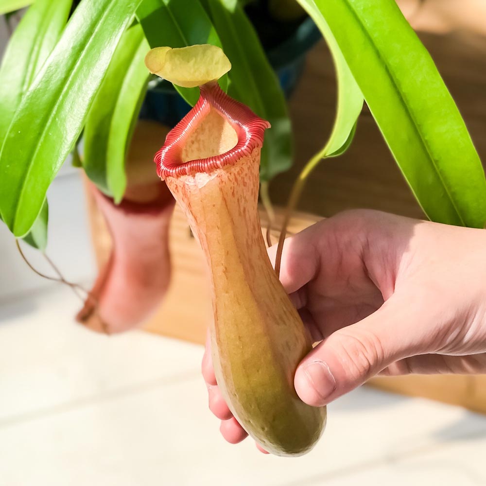PLANCHU 食虫植物 ネペンテス ベントリコーサ レッド 5号吊り鉢 育て方説明書付き Nepenthes ventricosa ウツボカズラ