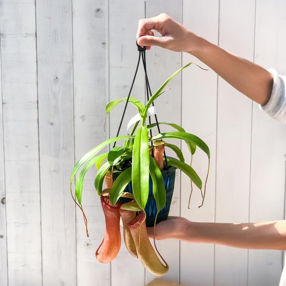 PLANCHU 食虫植物 ネペンテス ベントリコーサ レッド 5号吊り鉢 育て方説明書付き Nepenthes ventricosa ウツボカズラ