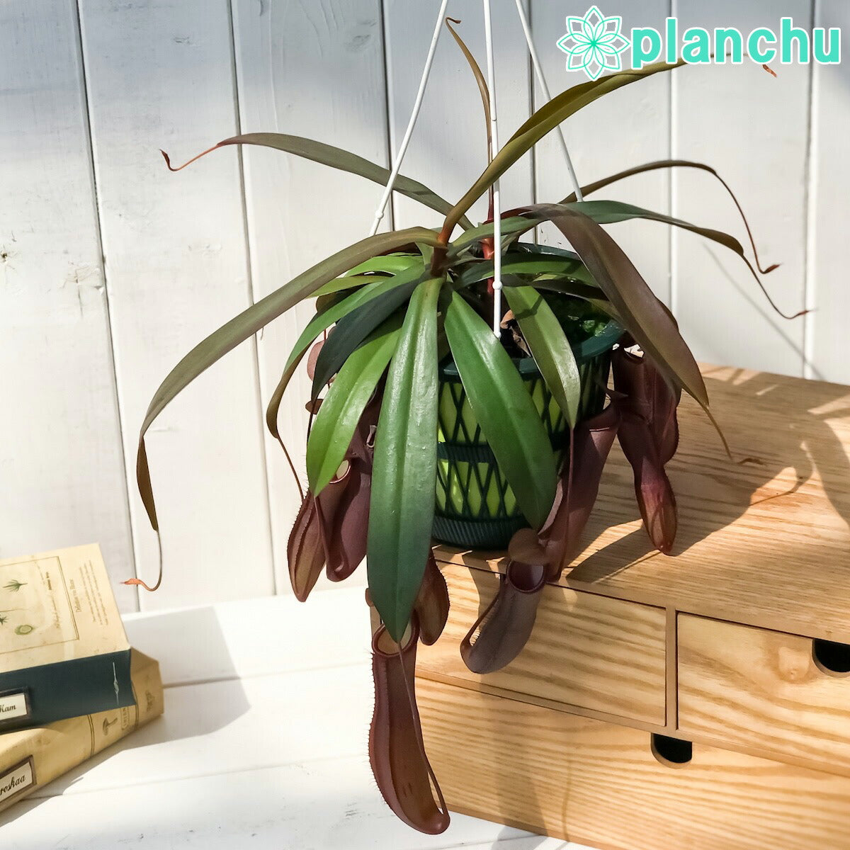 PLANCHU 食虫植物 ネペンテス レベッカ 5号吊り鉢 育て方説明書付き Nepenthes ‘Rebecca soper’ ウツボカズラ