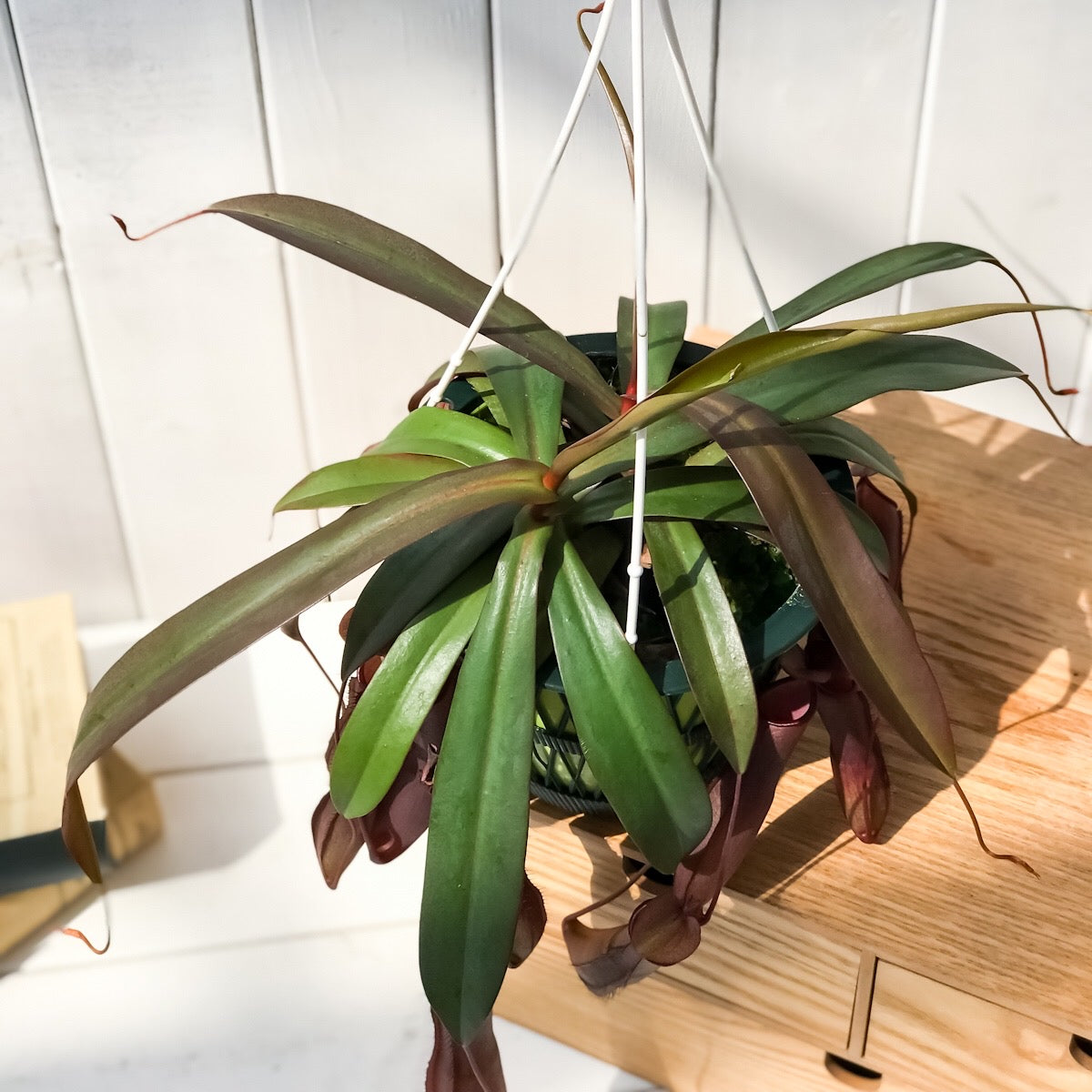 PLANCHU 食虫植物 ネペンテス レベッカ 5号吊り鉢 育て方説明書付き Nepenthes ‘Rebecca soper’ ウツボカズラ
