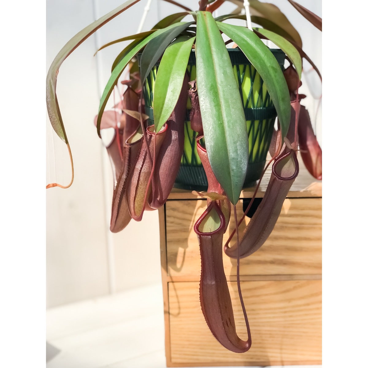 PLANCHU 食虫植物 ネペンテス レベッカ 5号吊り鉢 育て方説明書付き Nepenthes ‘Rebecca soper’ ウツボカズラ