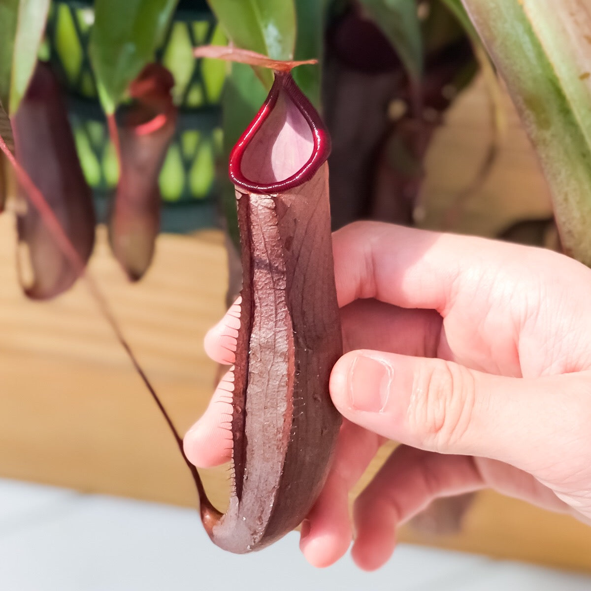 PLANCHU 食虫植物 ネペンテス レベッカ 5号吊り鉢 育て方説明書付き Nepenthes ‘Rebecca soper’ ウツボカズラ
