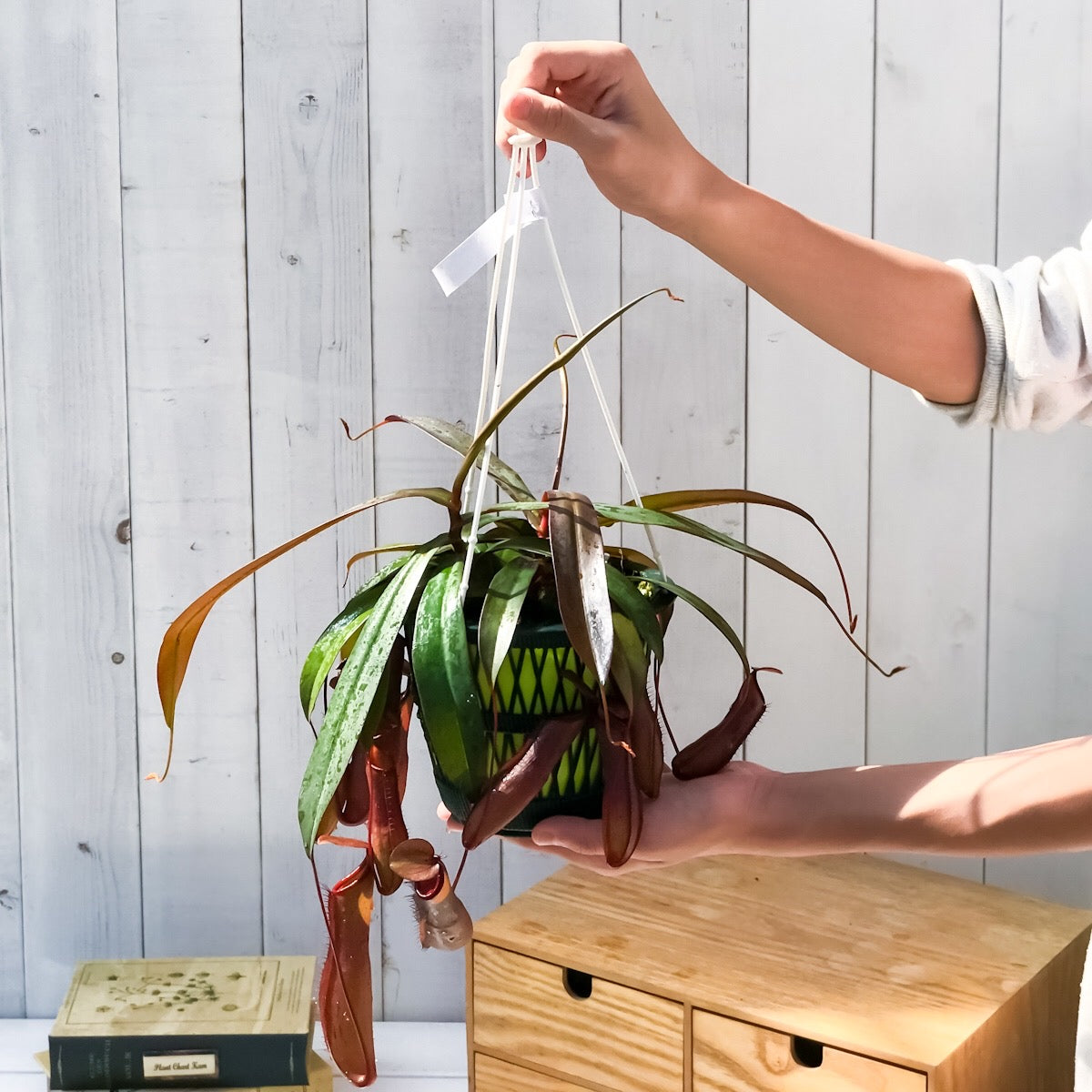 PLANCHU 食虫植物 ネペンテス レベッカ 5号吊り鉢 育て方説明書付き Nepenthes ‘Rebecca soper’ ウツボカズラ