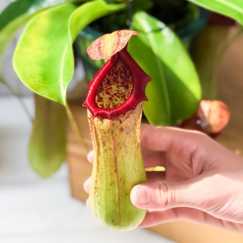 PLANCHU 食虫植物 ネペンテス ベントリコーサ レッド × トランカータ 5号吊り鉢 育て方説明書付き Nepenthes ventricosa × truncata ウツボカズラ