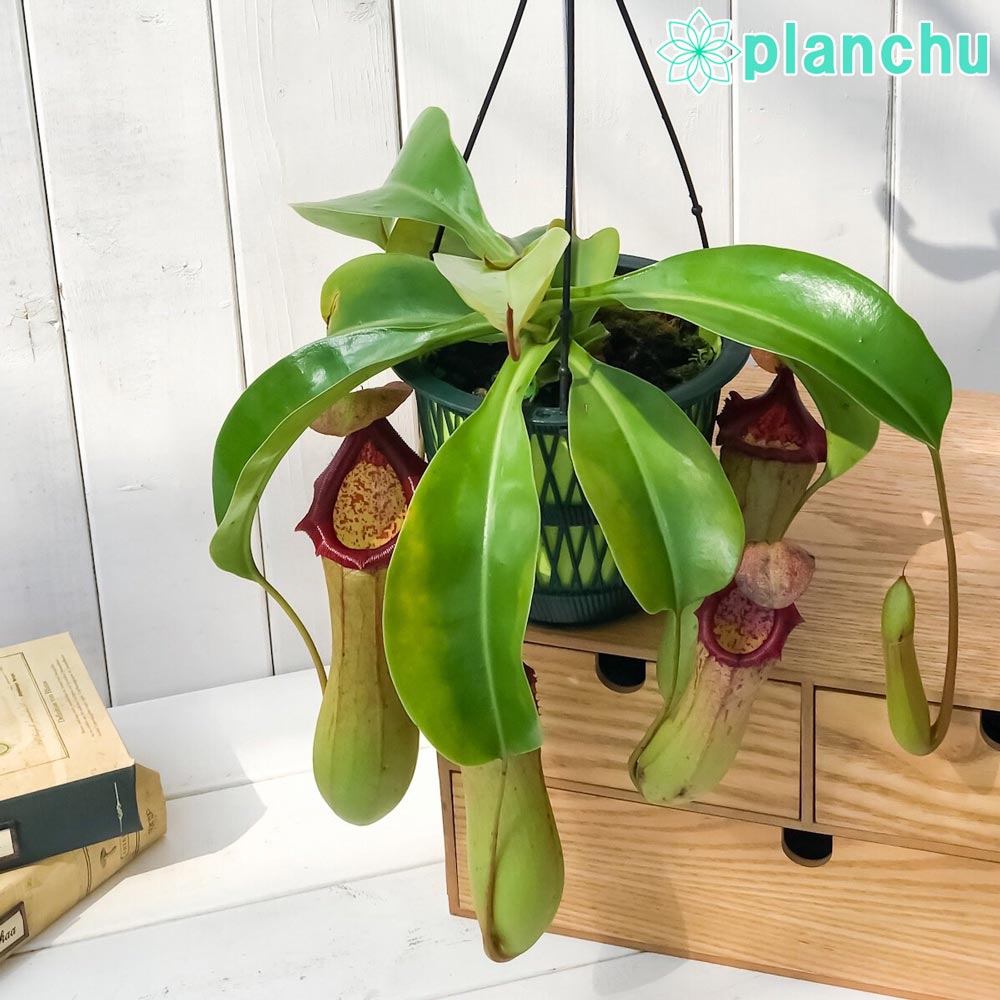 PLANCHU 食虫植物 ネペンテス ベントリコーサ レッド × トランカータ 5号吊り鉢 育て方説明書付き Nepenthes ventricosa × truncata ウツボカズラ