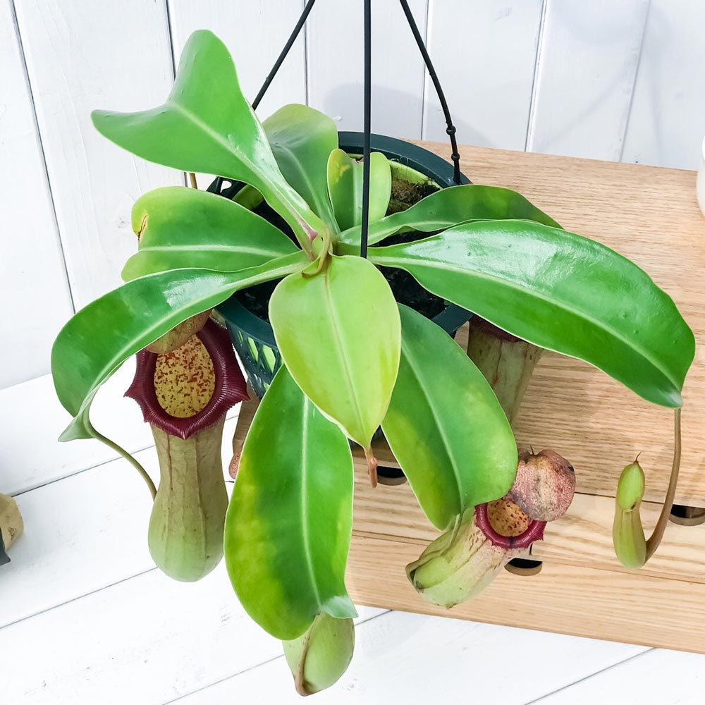 PLANCHU 食虫植物 ネペンテス ベントリコーサ レッド × トランカータ 5号吊り鉢 育て方説明書付き Nepenthes ventricosa × truncata ウツボカズラ