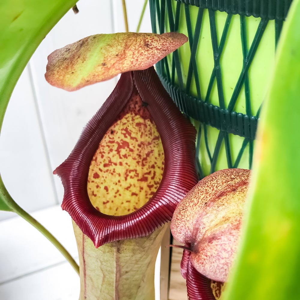PLANCHU 食虫植物 ネペンテス ベントリコーサ レッド × トランカータ 5号吊り鉢 育て方説明書付き Nepenthes ventricosa × truncata ウツボカズラ