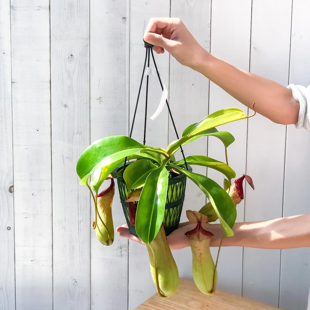 PLANCHU 食虫植物 ネペンテス ベントリコーサ レッド × トランカータ 5号吊り鉢 育て方説明書付き Nepenthes ventricosa × truncata ウツボカズラ