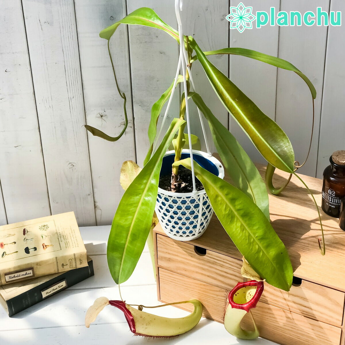 PLANCHU 食虫植物 ネペンテス ミクスタ 5号吊り鉢 育て方説明書付き Nepenthes ‘Mixta’ ウツボカズラ