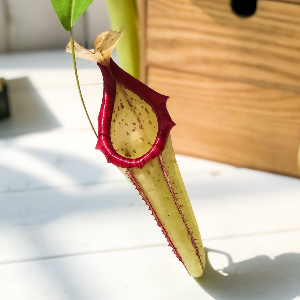 PLANCHU 食虫植物 ネペンテス ミクスタ 5号吊り鉢 育て方説明書付き Nepenthes ‘Mixta’ ウツボカズラ