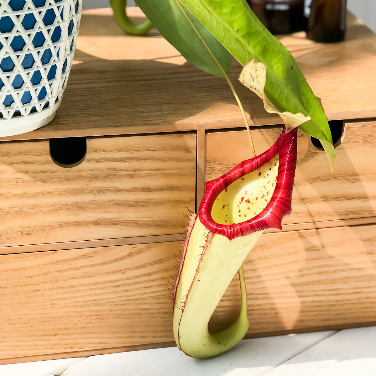 PLANCHU 食虫植物 ネペンテス ミクスタ 5号吊り鉢 育て方説明書付き Nepenthes ‘Mixta’ ウツボカズラ