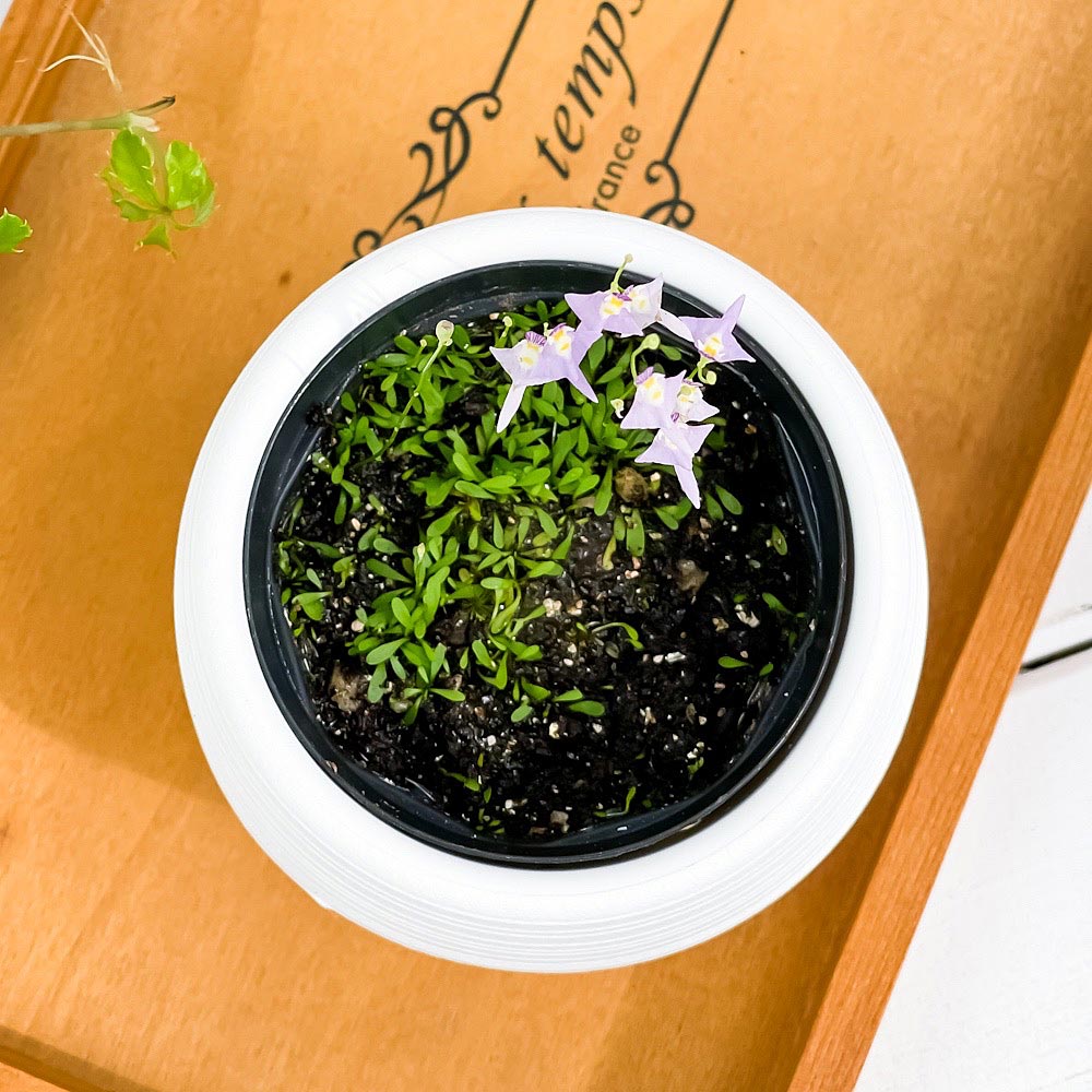 PLANCHU 食虫植物 ウトリクラリア ワーブルギー 3号丸鉢 受け皿付き 育て方説明書付き Utricularia warburgii クリオネミミカキグサ