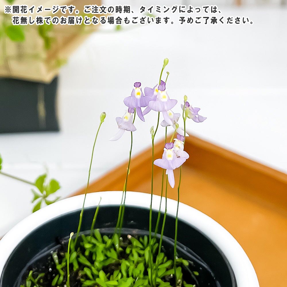 PLANCHU 食虫植物 ウトリクラリア ワーブルギー 3号丸鉢 受け皿付き 育て方説明書付き Utricularia warburgii クリオネミミカキグサ