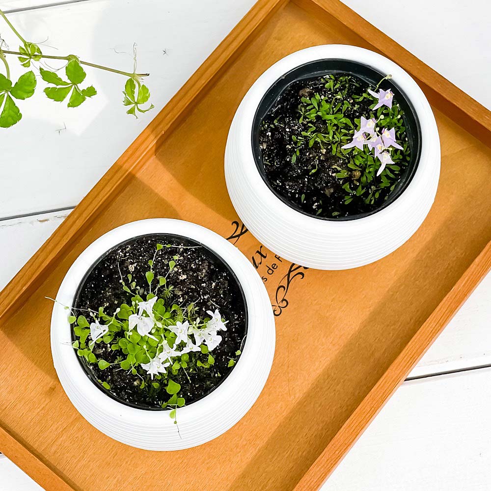 PLANCHU 食虫植物 ウトリクラリア 2種セット サンダーソニー & ワーブルギー 3号丸鉢 受け皿付き 育て方説明書付き ウサギゴケ クリオネミミカキグサ
