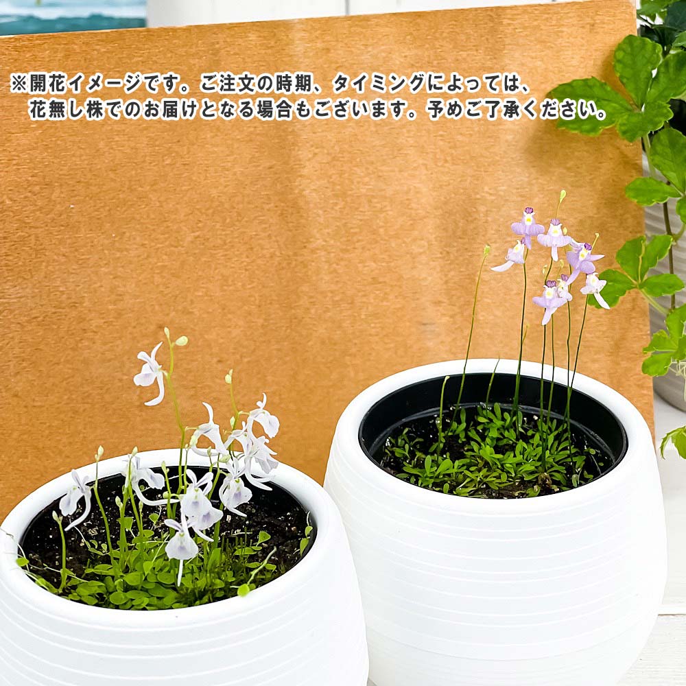 PLANCHU 食虫植物 ウトリクラリア 2種セット サンダーソニー & ワーブルギー 3号丸鉢 受け皿付き 育て方説明書付き ウサギゴケ クリオネミミカキグサ