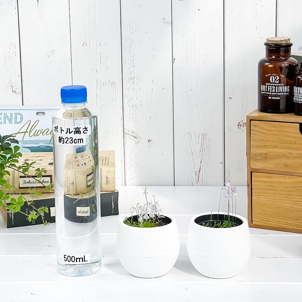 PLANCHU 食虫植物 ウトリクラリア 2種セット サンダーソニー & ワーブルギー 3号丸鉢 受け皿付き 育て方説明書付き ウサギゴケ クリオネミミカキグサ