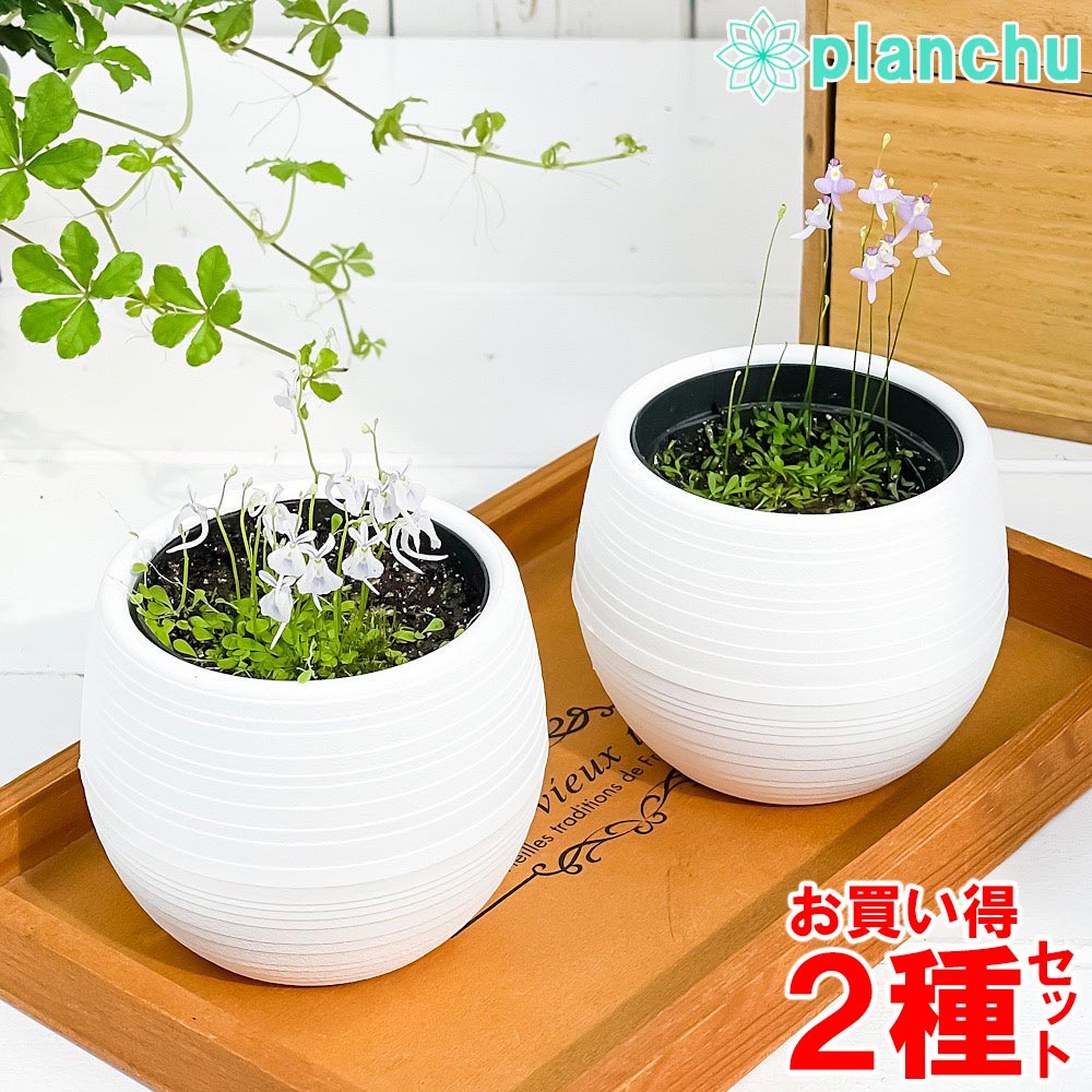 PLANCHU 食虫植物 ウトリクラリア 2種セット サンダーソニー & ワーブルギー 3号丸鉢 受け皿付き 育て方説明書付き ウサギゴケ クリオネミミカキグサ