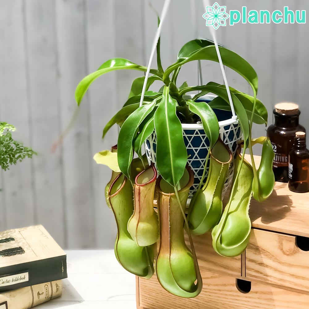 PLANCHU 食虫植物 ネペンテス アラタ ヒスイ 5号吊り鉢 育て方説明書付き Nepenthes alata var. boshiana 狂氣令嬢 翡翠 アラータ ウツボカズラ