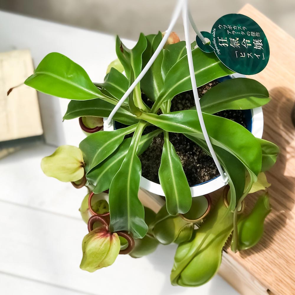 PLANCHU 食虫植物 ネペンテス アラタ ヒスイ 5号吊り鉢 育て方説明書付き Nepenthes alata var. boshiana 狂氣令嬢 翡翠 アラータ ウツボカズラ