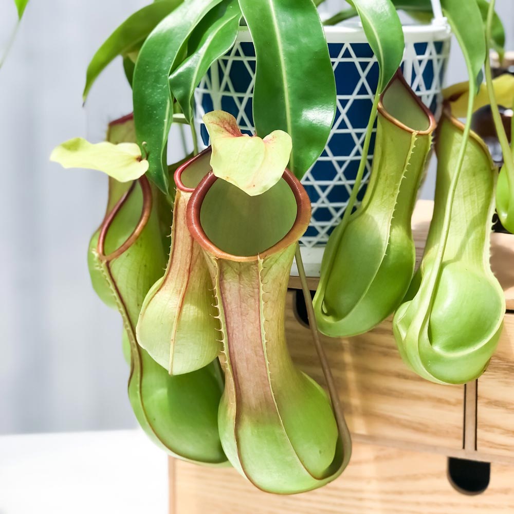 PLANCHU 食虫植物 ネペンテス アラタ ヒスイ 5号吊り鉢 育て方説明書付き Nepenthes alata var. boshiana 狂氣令嬢 翡翠 アラータ ウツボカズラ