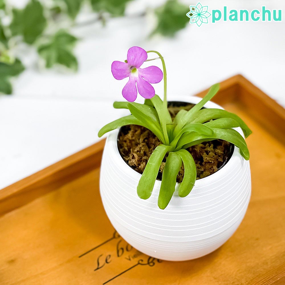 PLANCHU 食虫植物 ピンギキュラ スマイリングビューティー 3号丸鉢 受け皿付き 育て方説明書付き Pinguicula ‘Smailing Beauty’ ムシトリスミレ