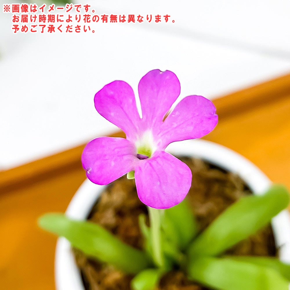 PLANCHU 食虫植物 ピンギキュラ スマイリングビューティー 3号丸鉢 受け皿付き 育て方説明書付き Pinguicula ‘Smailing Beauty’ ムシトリスミレ