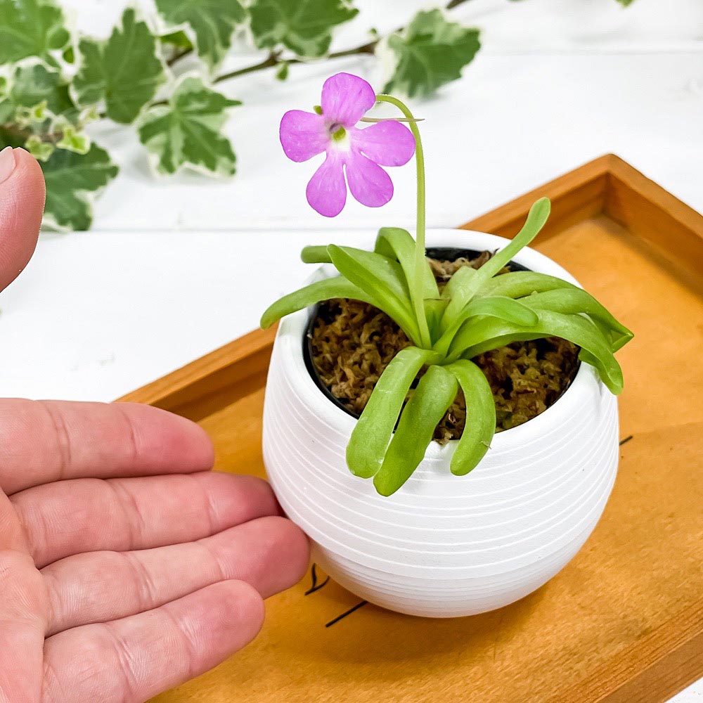 PLANCHU 食虫植物 ピンギキュラ スマイリングビューティー 3号丸鉢 受け皿付き 育て方説明書付き Pinguicula ‘Smailing Beauty’ ムシトリスミレ