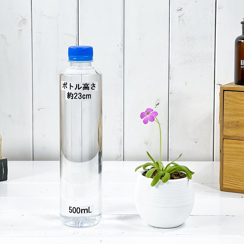 PLANCHU 食虫植物 ピンギキュラ スマイリングビューティー 3号丸鉢 受け皿付き 育て方説明書付き Pinguicula ‘Smailing Beauty’ ムシトリスミレ