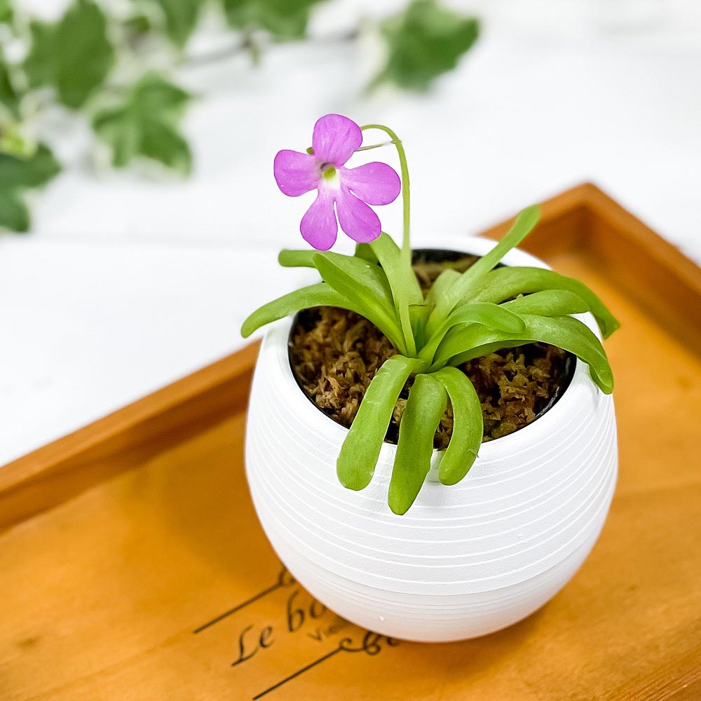 PLANCHU 食虫植物 ピンギキュラ スマイリングビューティー 3号丸鉢 受け皿付き 育て方説明書付き Pinguicula ‘Smailing Beauty’ ムシトリスミレ