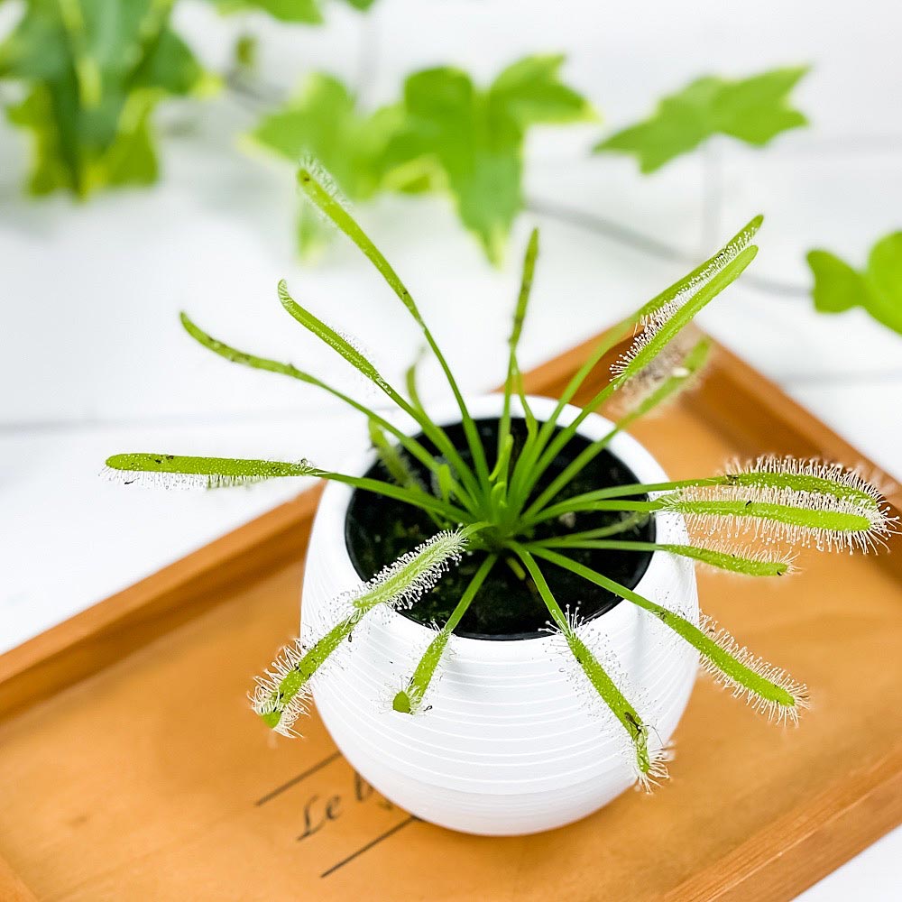 PLANCHU 食虫植物 ドロセラ カペンシス 白花 3号丸鉢 受け皿付き 育て方説明書付き Drosera capensis アフリカナガバモウセンゴケ