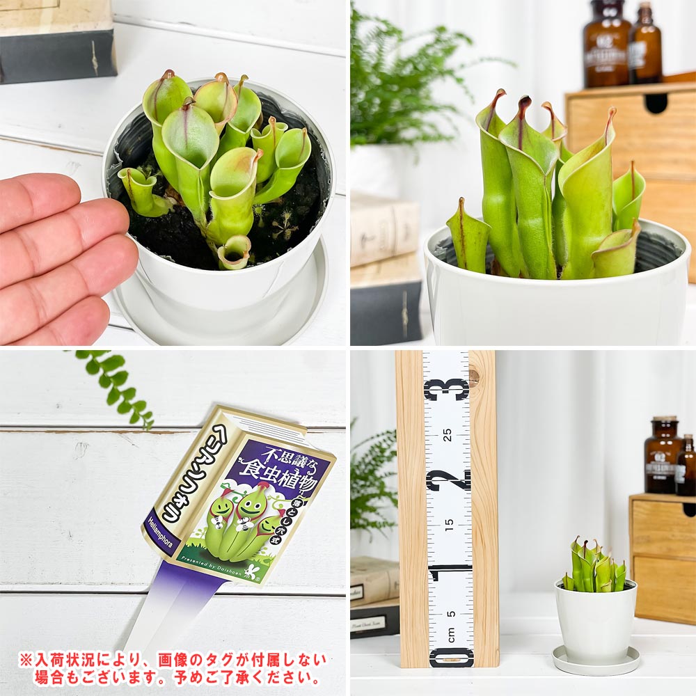 PLANCHU 食虫植物 セファロタス & ヘリアンフォラ 2種セット 3.5号鉢 受け皿付き 育て方説明書付き