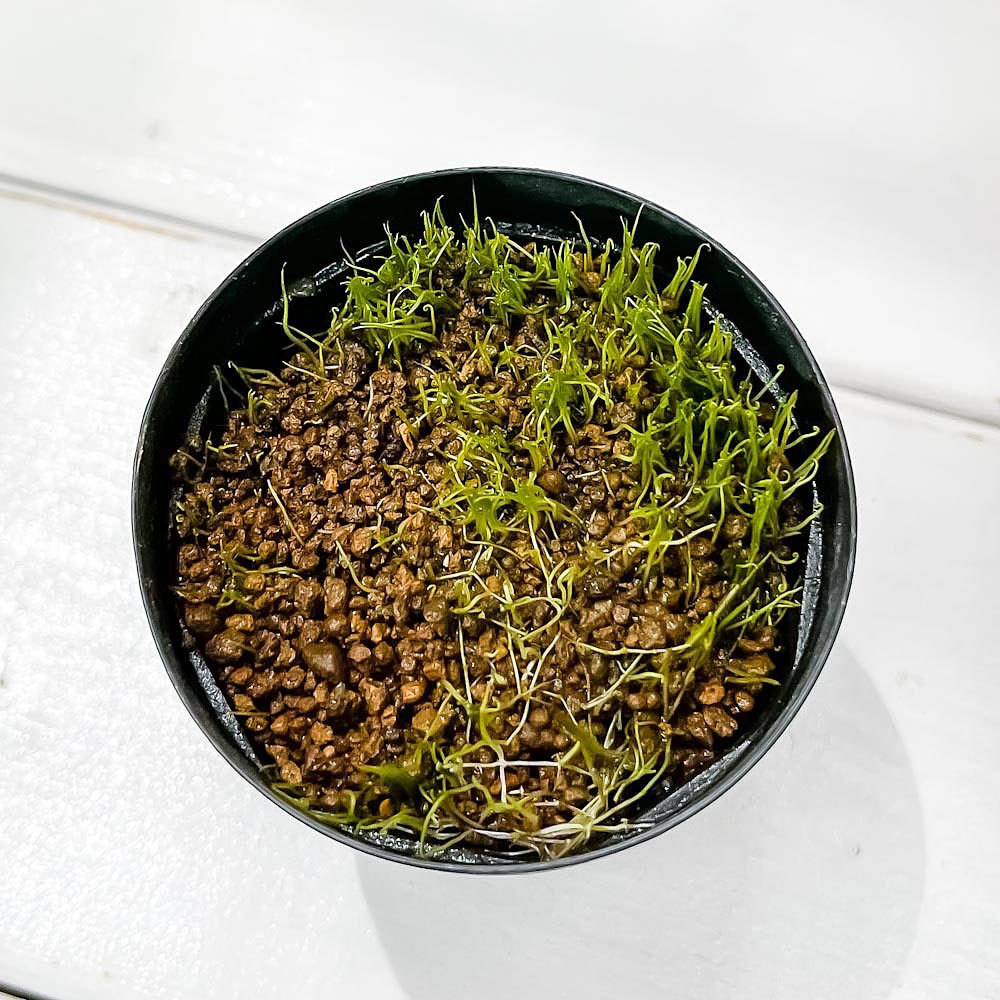 PLANCHU 食虫植物 ウトリクラリア レスピナータ 2号鉢 育て方説明書付き Utricularia resupinata ミミカキグサ ウォーターローン 激レア品種 水生植物
