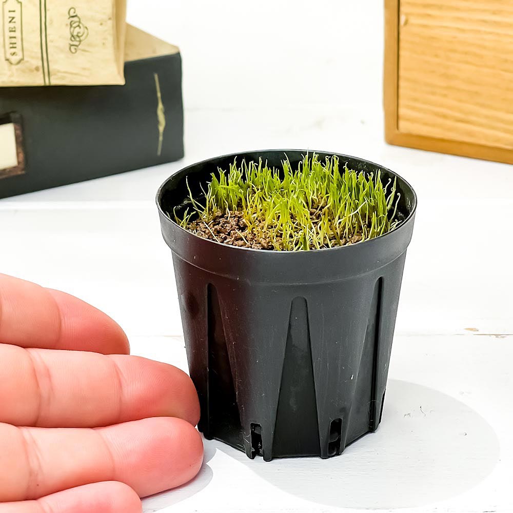 PLANCHU 食虫植物 ウトリクラリア レスピナータ 2号鉢 育て方説明書付き Utricularia resupinata ミミカキグサ ウォーターローン 激レア品種 水生植物
