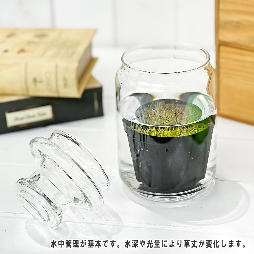 PLANCHU 食虫植物 ウトリクラリア レスピナータ 2号鉢 育て方説明書付き Utricularia resupinata ミミカキグサ ウォーターローン 激レア品種 水生植物