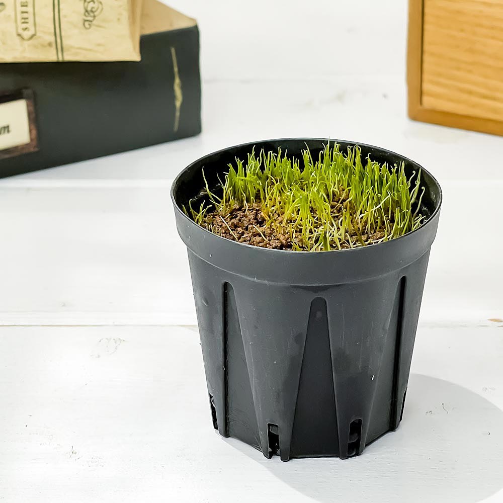 PLANCHU 食虫植物 ウトリクラリア レスピナータ 2号鉢 育て方説明書付き Utricularia resupinata ミミカキグサ ウォーターローン 激レア品種 水生植物