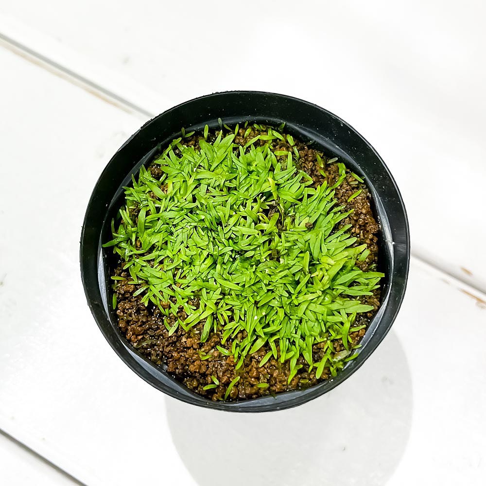 PLANCHU 食虫植物 ウトリクラリア グラミニフォリア 2号鉢 育て方説明書付き Utricularia graminifolia ミミカキグサ ウォーターローン 水上葉
