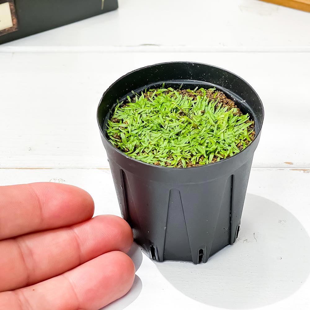 PLANCHU 食虫植物 ウトリクラリア グラミニフォリア 2号鉢 育て方説明書付き Utricularia graminifolia ミミカキグサ ウォーターローン 水上葉