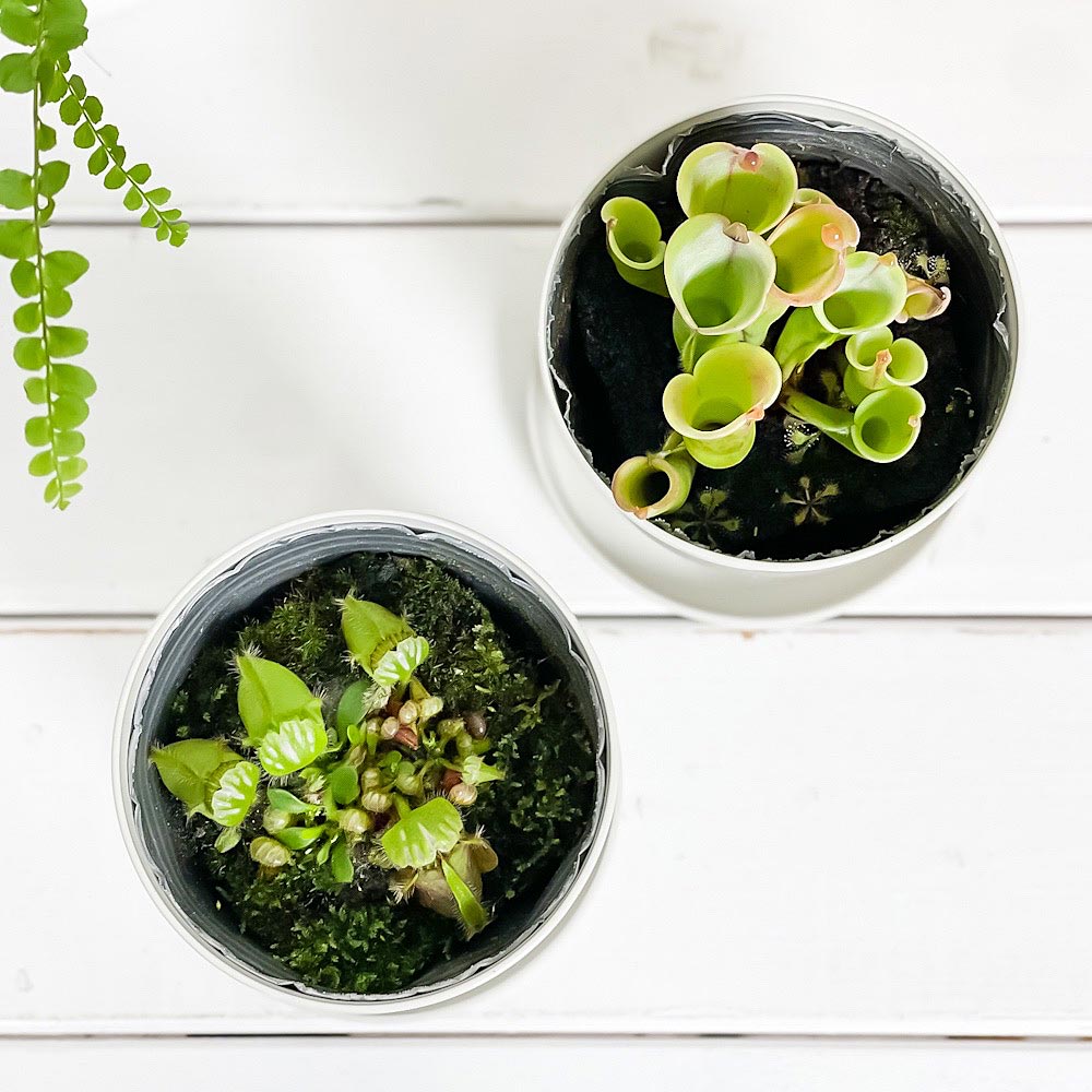 PLANCHU 食虫植物 セファロタス & ヘリアンフォラ 2種セット 3.5号鉢 受け皿付き 育て方説明書付き