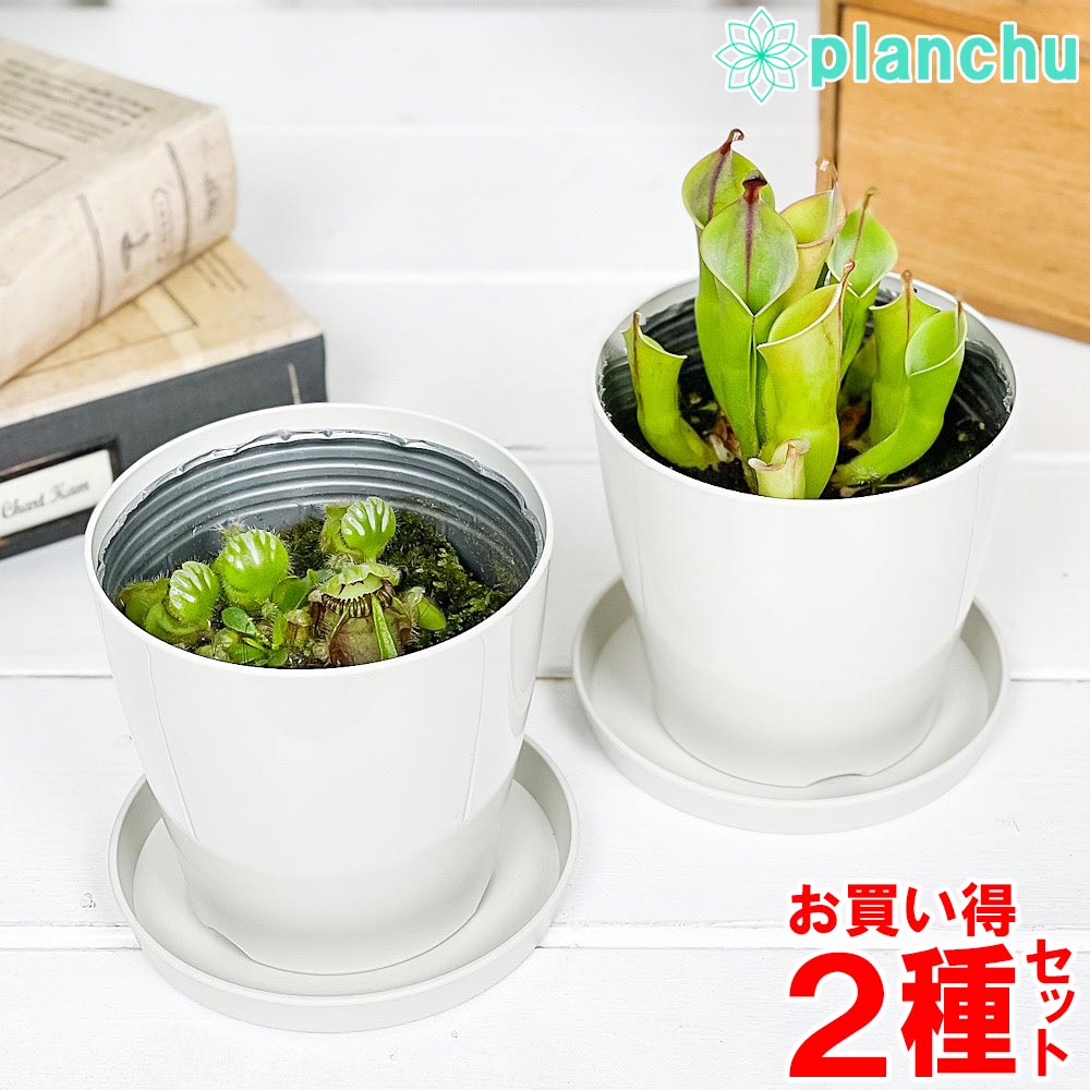 PLANCHU 食虫植物 セファロタス & ヘリアンフォラ 2種セット 3.5号鉢 受け皿付き 育て方説明書付き