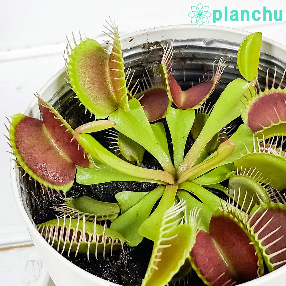 PLANCHU 食虫植物 ディオネア ムスキプラ 3.5号鉢 受け皿付き 育て方説明書付き Dionaea muscipula ハエトリソウ