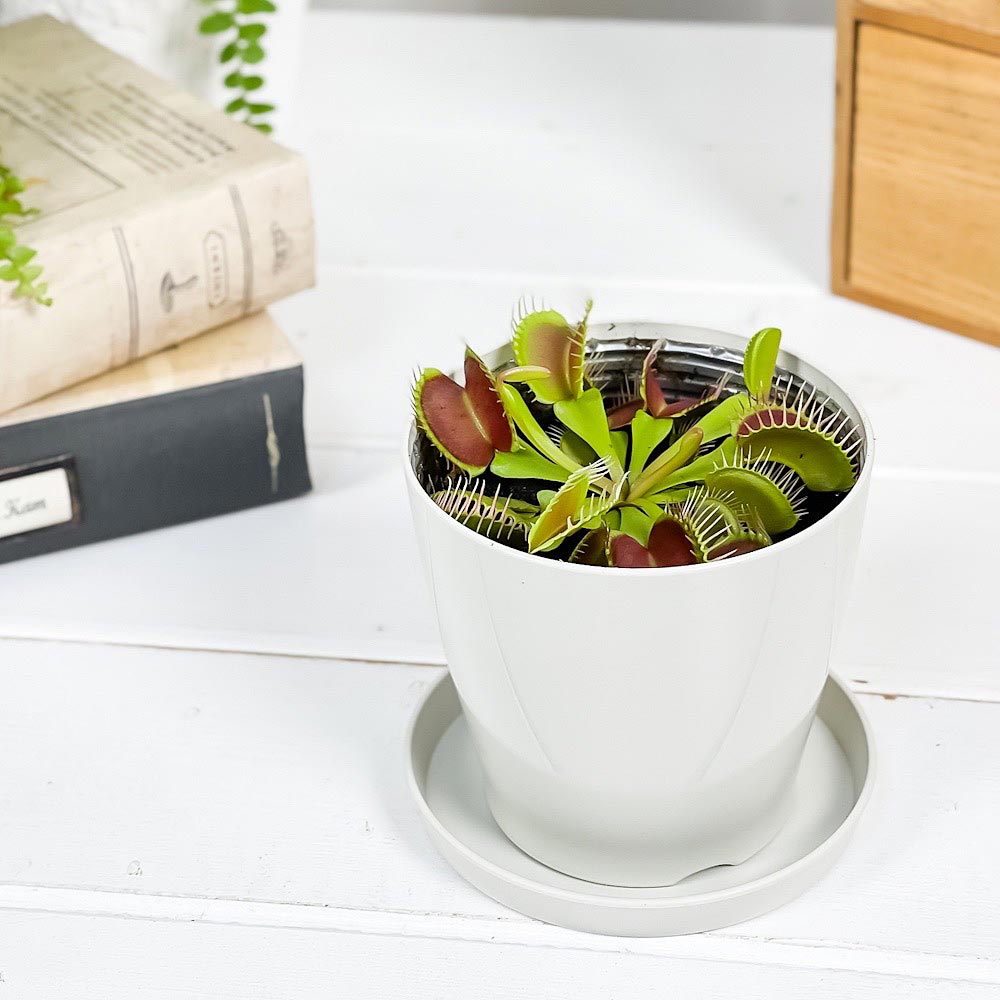 PLANCHU 食虫植物 ディオネア ムスキプラ 3.5号鉢 受け皿付き 育て方説明書付き Dionaea muscipula ハエトリソウ