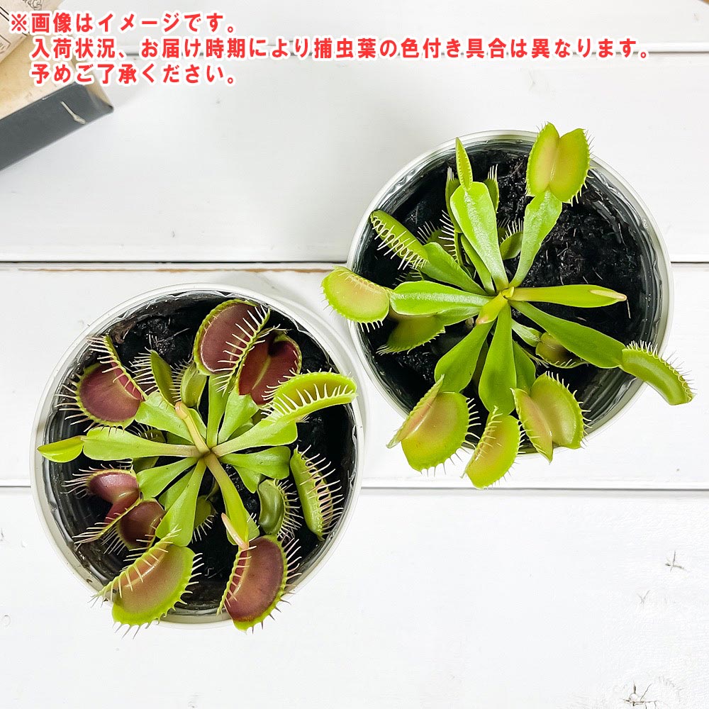 PLANCHU 食虫植物 ディオネア ムスキプラ 3.5号鉢 受け皿付き 育て方説明書付き Dionaea muscipula ハエトリソウ