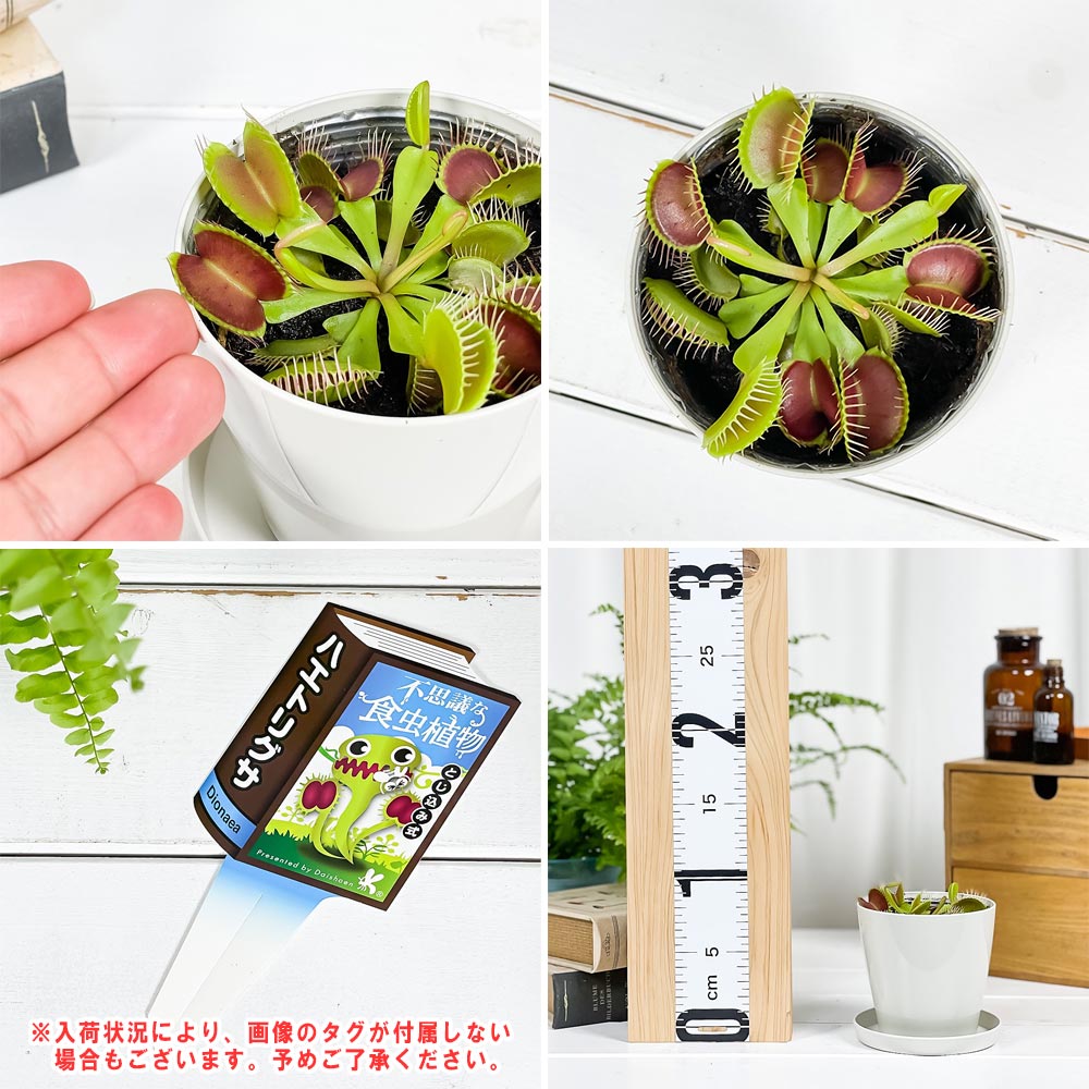 PLANCHU 食虫植物 ディオネア ムスキプラ 3.5号鉢 受け皿付き 育て方説明書付き Dionaea muscipula ハエトリソウ