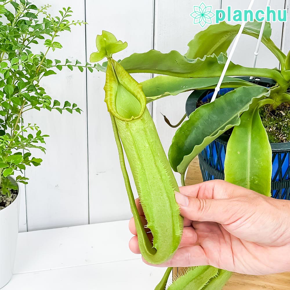PLANCHU 食虫植物 ネペンテス マキシマ グリーン 5号吊り鉢 育て方説明書付き Nepenthes maxima sp. ウツボカズラ