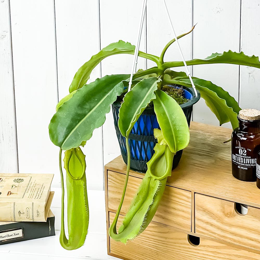 PLANCHU 食虫植物 ネペンテス マキシマ グリーン 5号吊り鉢 育て方説明書付き Nepenthes maxima sp. ウツボカズラ