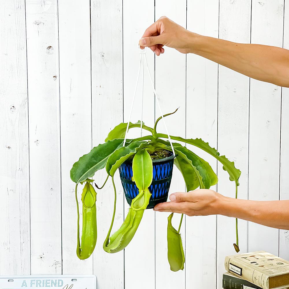 PLANCHU 食虫植物 ネペンテス マキシマ グリーン 5号吊り鉢 育て方説明書付き Nepenthes maxima sp. ウツボカズラ