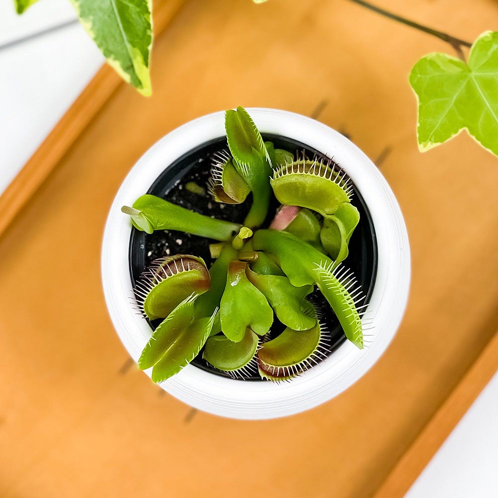 PLANCHU 食虫植物 ディオネア ムスキプラ 3号丸鉢 受け皿付き 育て方説明書付き Dionaea muscipula ハエトリソウ