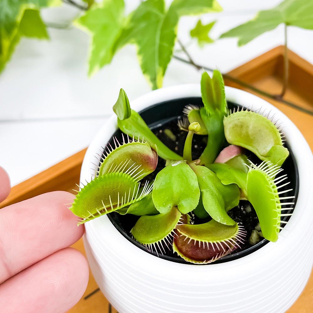 PLANCHU 食虫植物 ディオネア ムスキプラ 3号丸鉢 受け皿付き 育て方説明書付き Dionaea muscipula ハエトリソウ