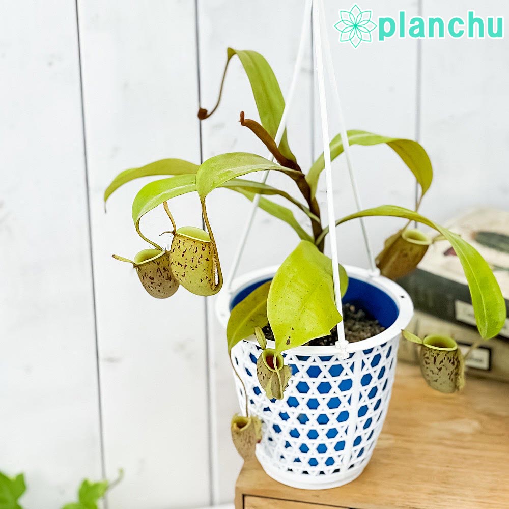 PLANCHU 食虫植物 ネペンテス アンプラリア スポットタイプ 4号吊り鉢