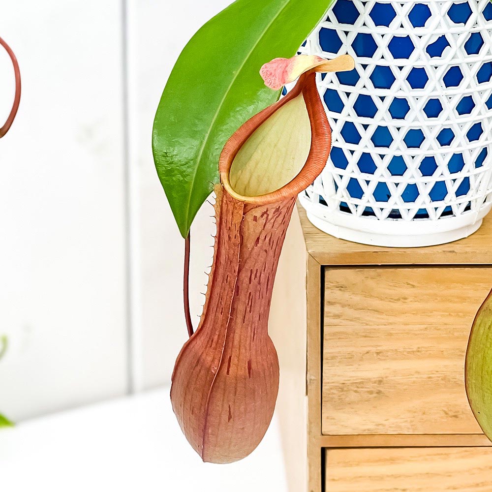 PLANCHU 食虫植物 ネペンテス アラタ アカネ 4号吊り鉢 育て方説明書付き Nepenthes alata cv. 狂氣令嬢 茜 アラータ ウツボカズラ